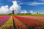 Typisch Hollandse landschappen met molens, tulpen, en polders