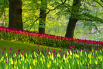 Kleurige beelden van de Keukenhof