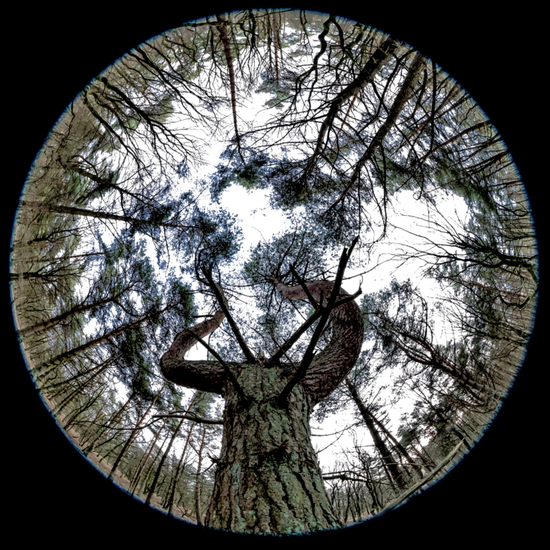 4. Bos achter Roerstreek