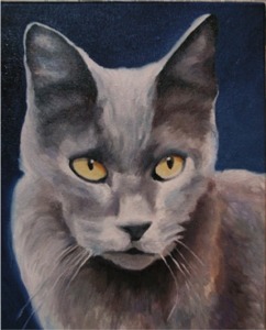 colloseum cat