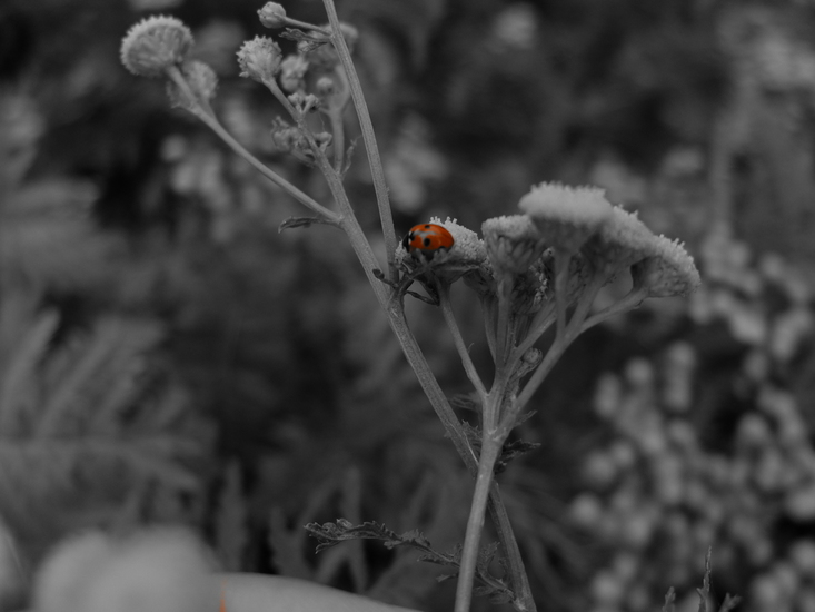 Een lieveheersbeestje