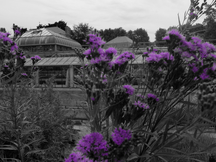 De Hortus van Amiens