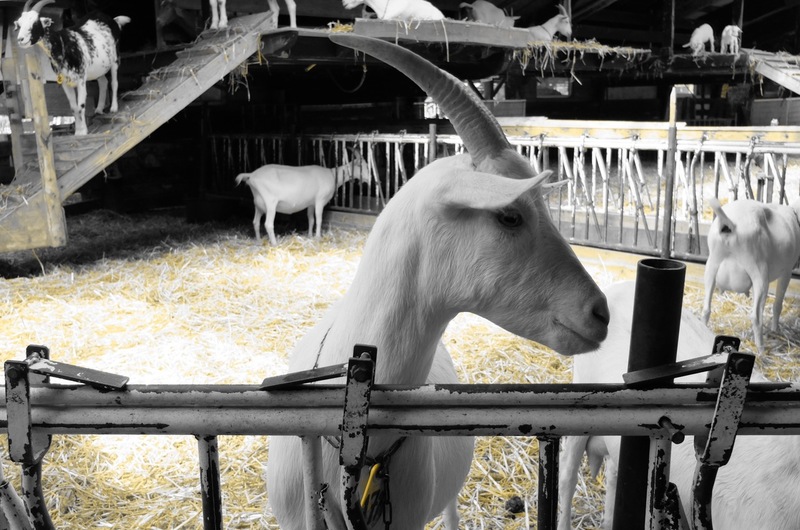 Een nieuwsgierige melkgeit