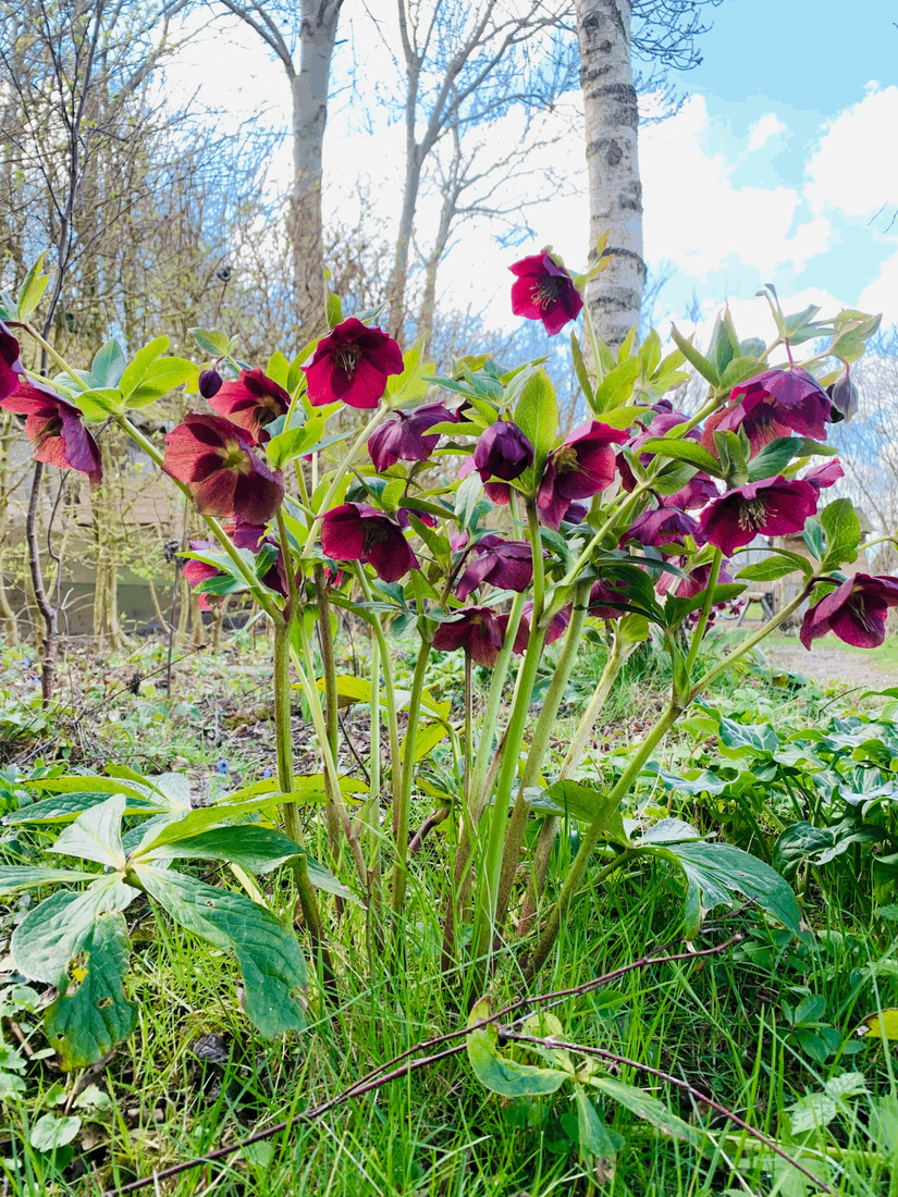 Een Helleboris knallen dat hij paars ziet