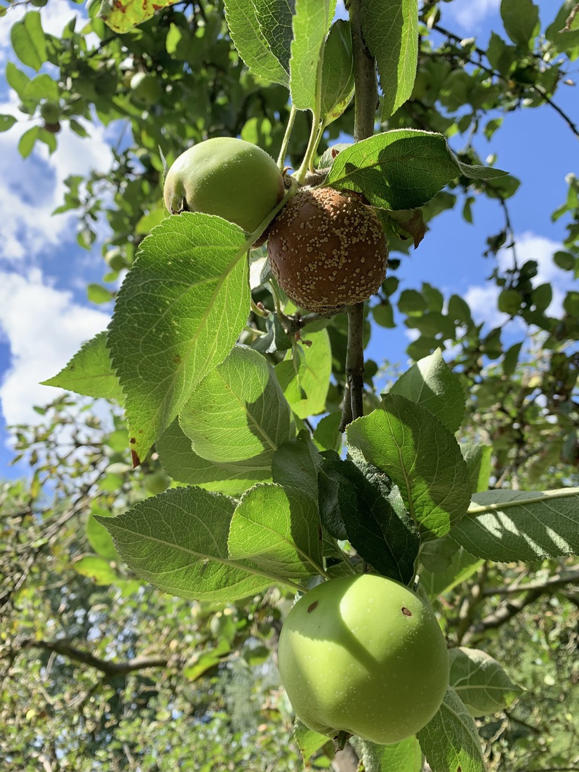 Verrotte appel