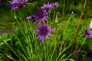 Wij kijken vol verwondering naar foto's van dieren en planten in onze leefomgeving.