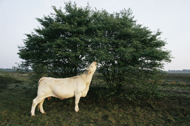 Charolais koe op Hilversumse heide