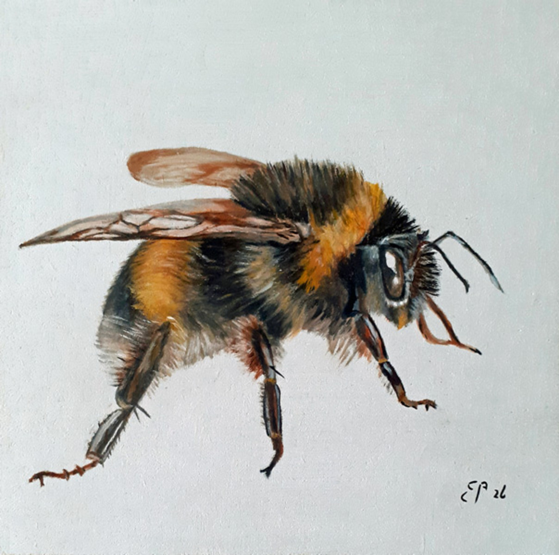 hommel