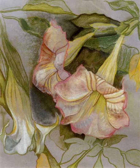 Brugmansia