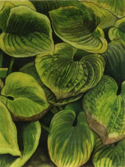 Hosta