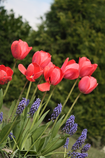 Tulpen