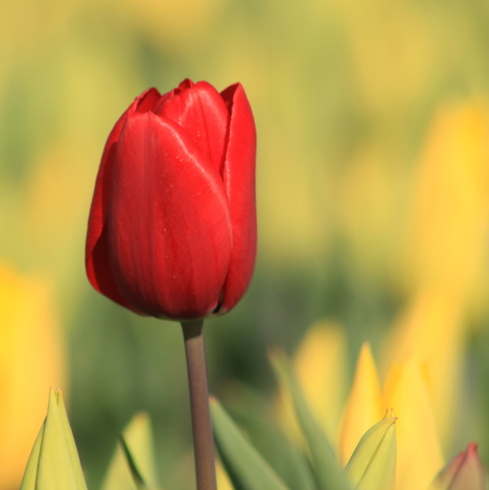 Tulpen