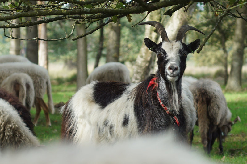 Vooruit met de geit