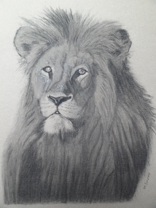 Dieren in het wild