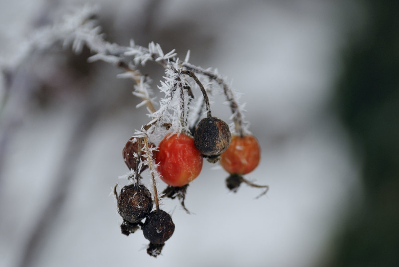 Rode besjes in de kou