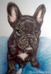 A collection of pencil, graphite and pastel drawings