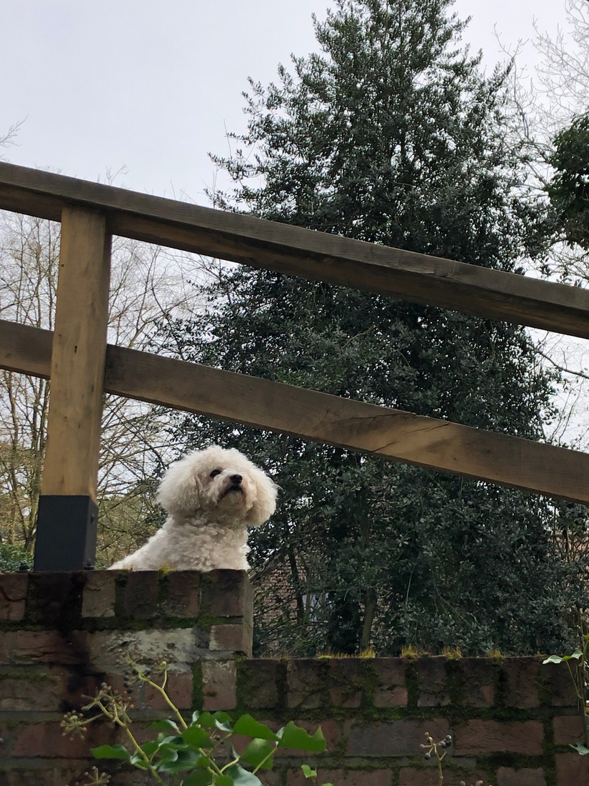 Uitkijkhond