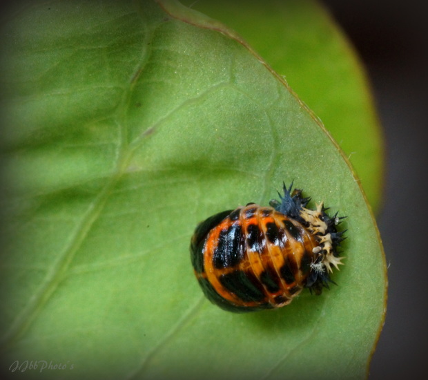 Lieveheerstbeestje in wording