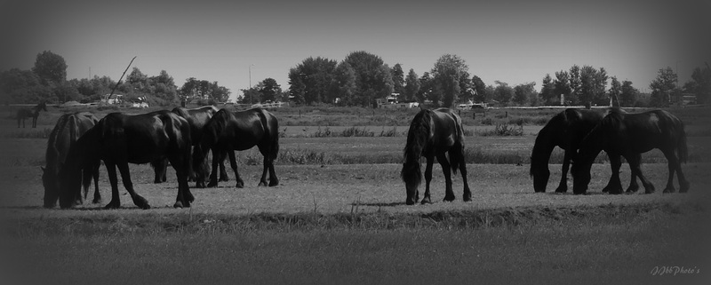 Black Horses
