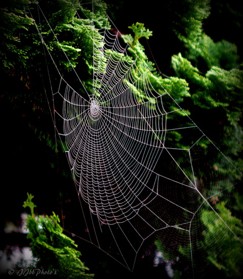 Web