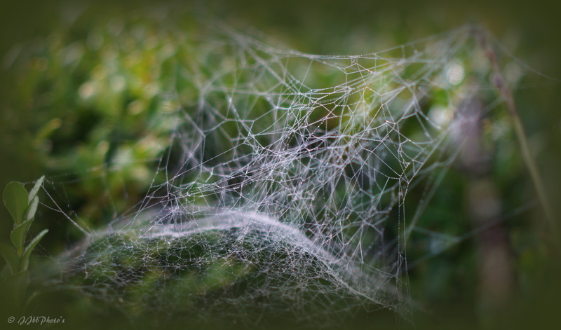 Web