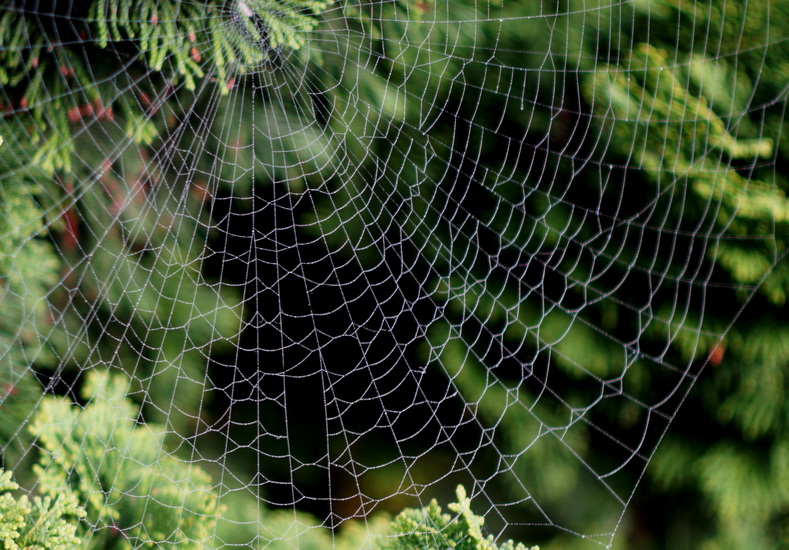 Web