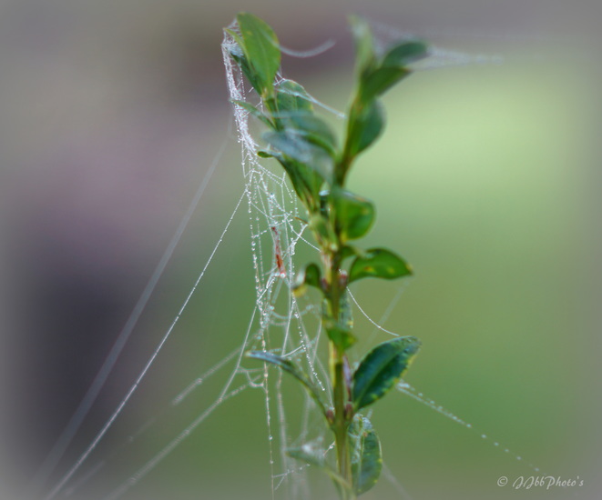Web