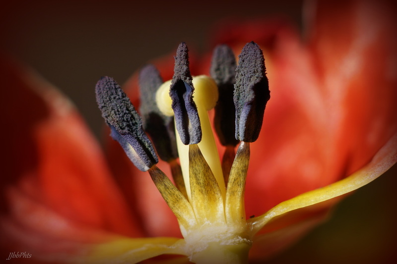 Tulp macro