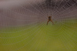 Web