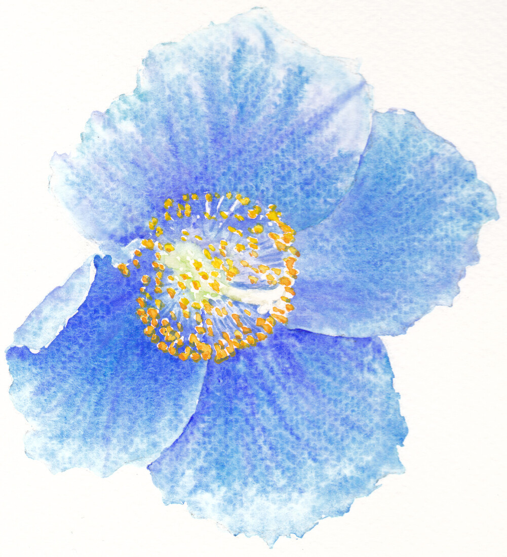 Meconopsis
