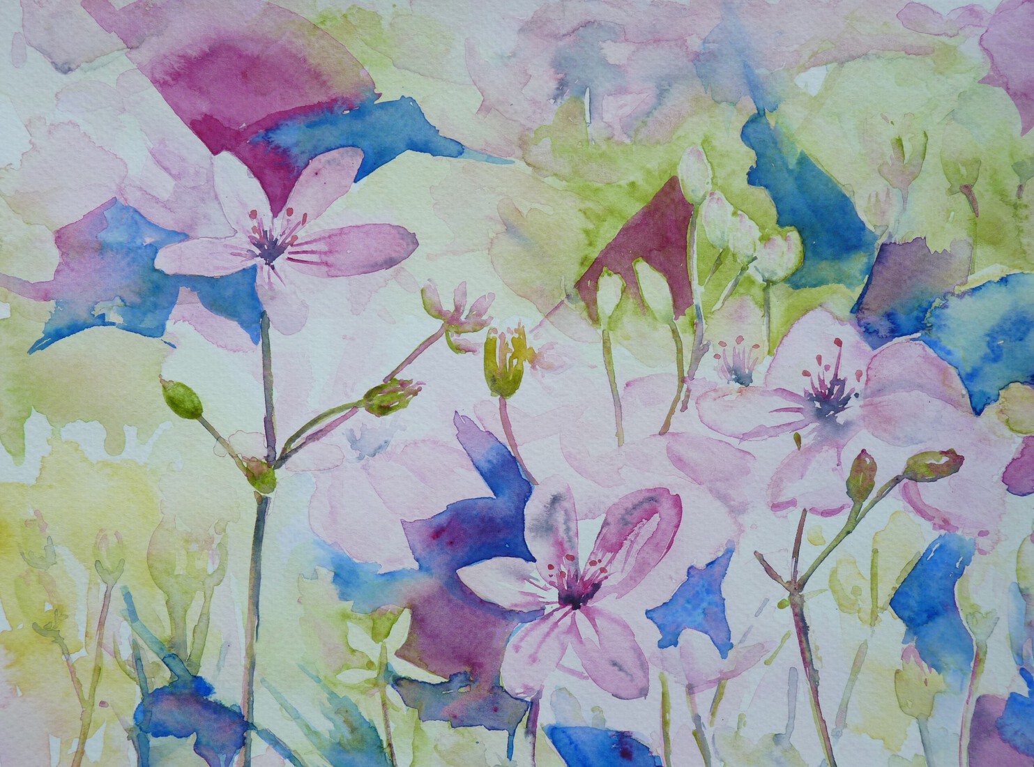 Geranium - Crane's-bill