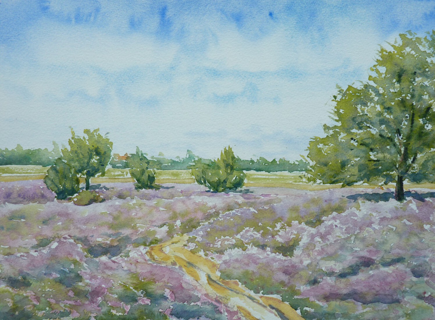 Heather landscape in Getelo, Germany