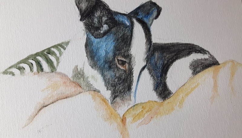 Adopteer hondje uit Rusland