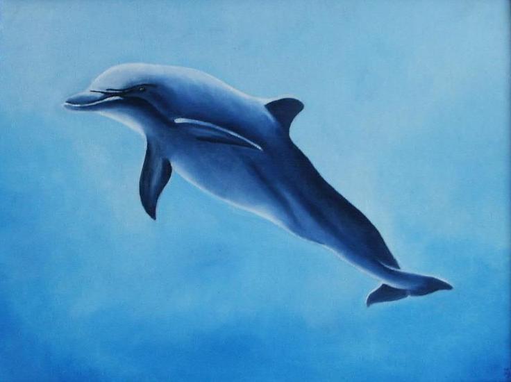 Dolfijn