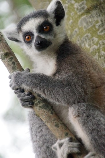 DSC09008 Ringstaartmaki