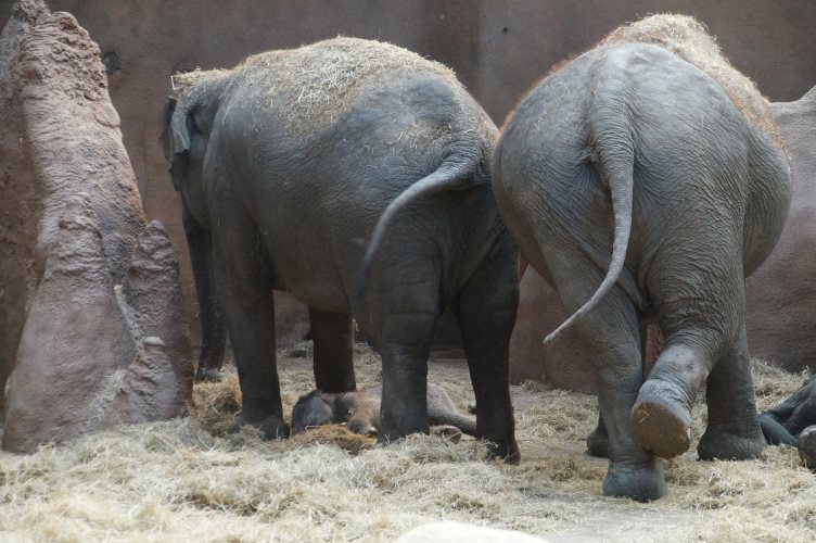 DSC03808 Aziatische Olifanten