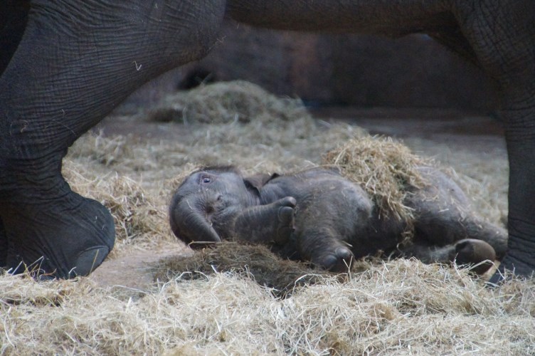DSC03816 Aziatische Olifant