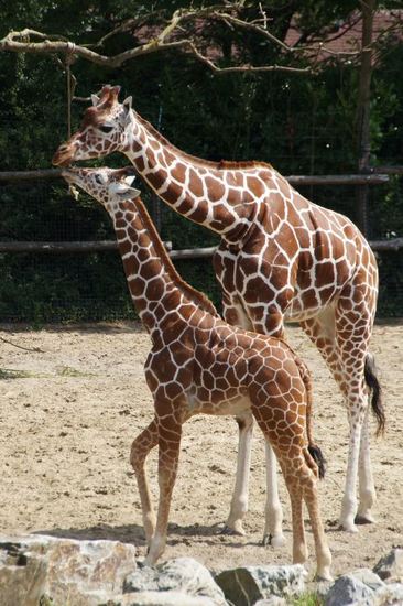 DSC03275 Netgiraffen