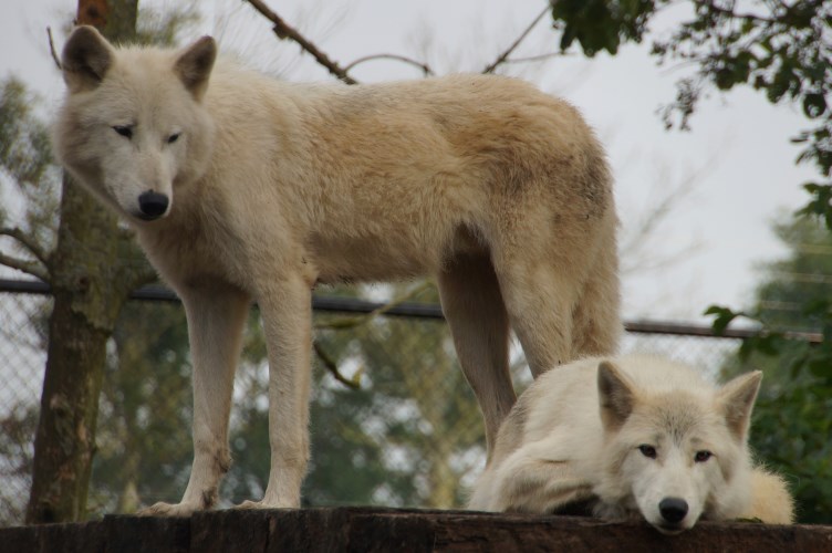 DSC08313 Hudson Bay wolven