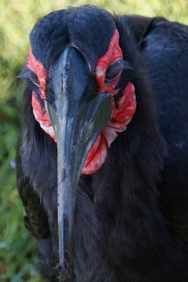 DSC02435 Grondneushoornvogel