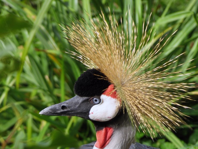 IMG_9794 Grijze Kroonkraanvogel