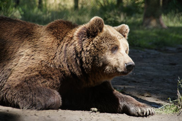 DSC03827 Bruine beer