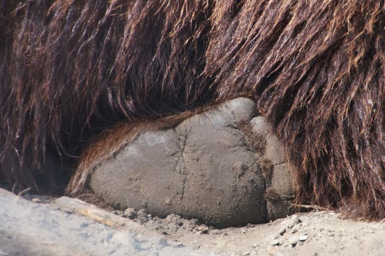 DSC01788 Bruine beer