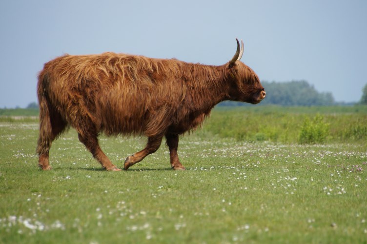 DSC03123 Schotse Hooglander
