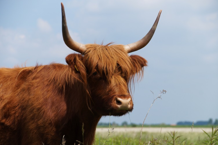 DSC03144 Schotse Hooglander