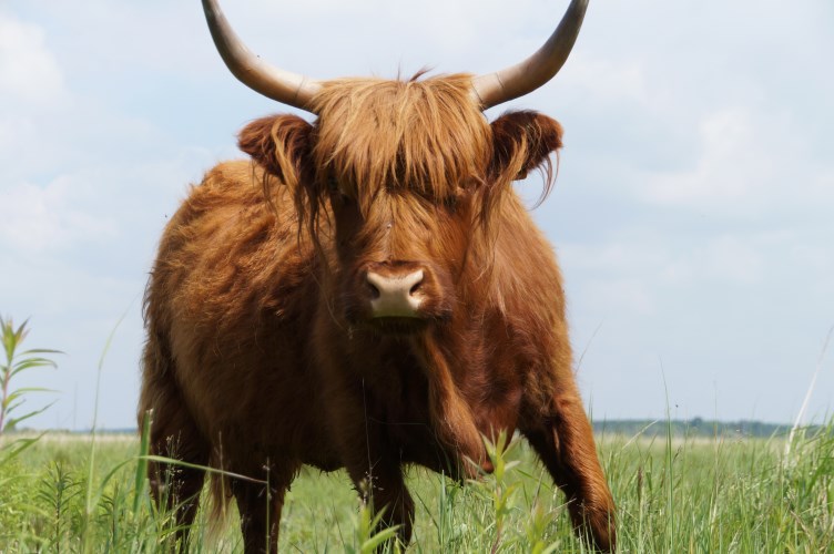 DSC03186 Schotse hooglander