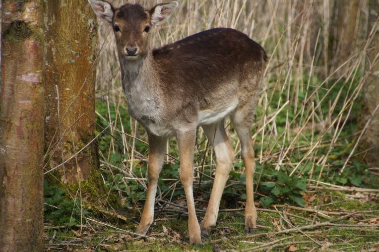 DSC01496 Damhert