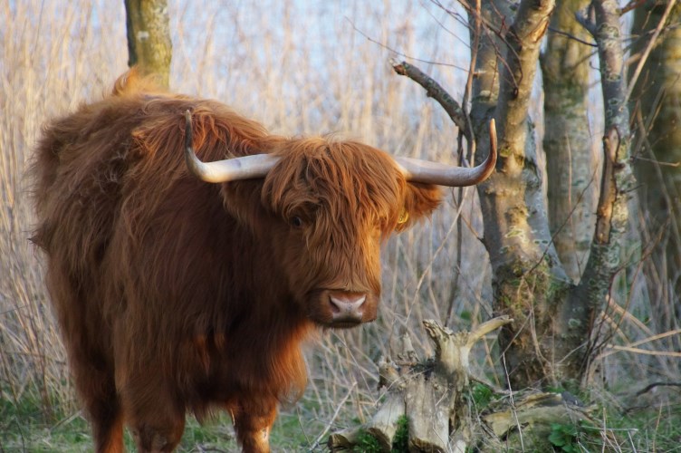 DSC01252 Schotse Hooglander
