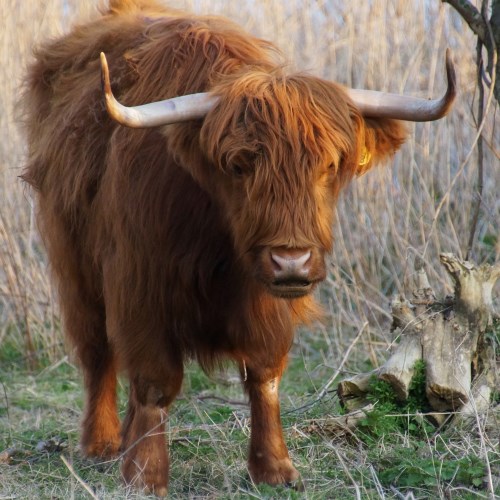 DSC01259 Schotse Hooglander