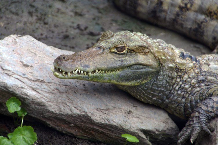 DSC03912 Brilkaaiman